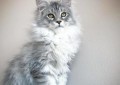 中宠网：养一只缅因猫是一种什么样的体验？